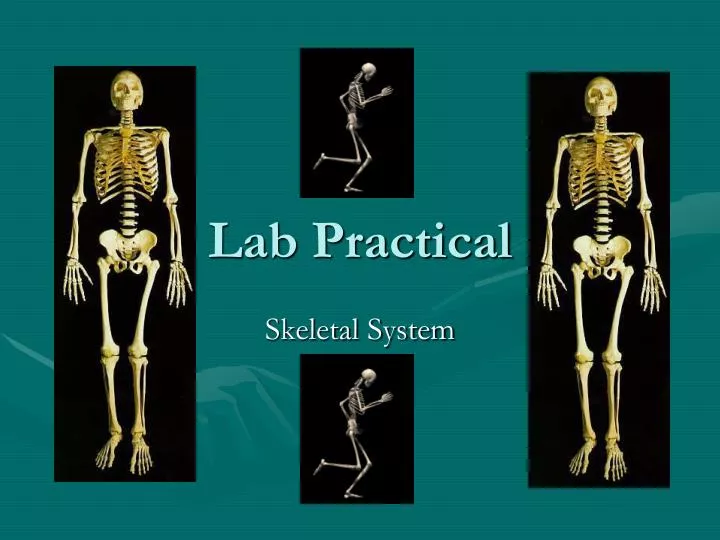 lab practical
