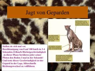 jagt von geparden