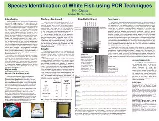 Species Identification of White Fish using PCR Techniques Erin Chase Advisor Dr. Tschunko
