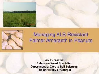 Managing ALS-Resistant Palmer Amaranth in Peanuts