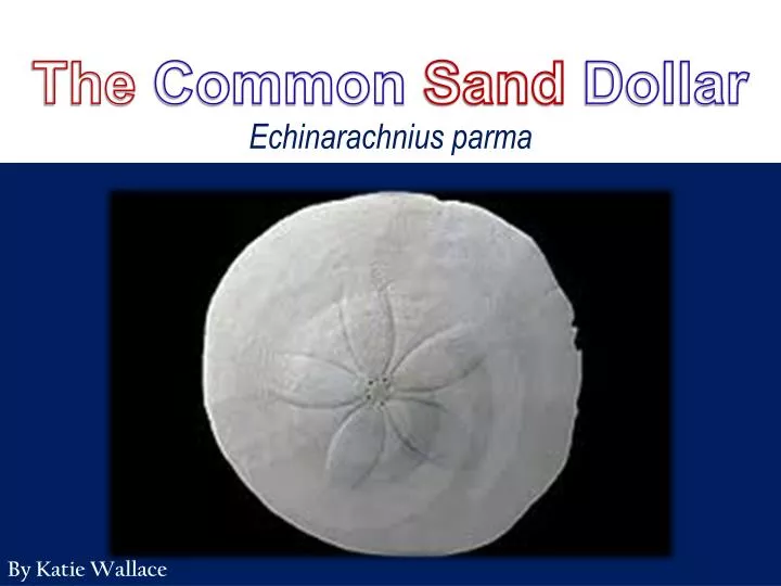 the common sand dollar