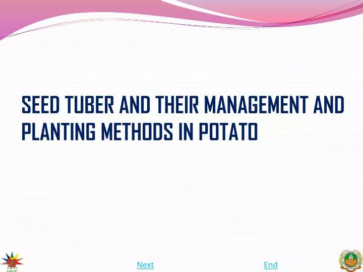 seed tuber and their management and planting methods in potato