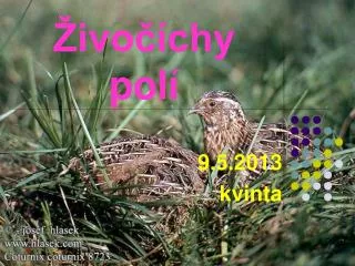 ivo chy pol