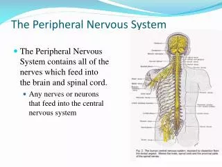 the peripheral nervous system