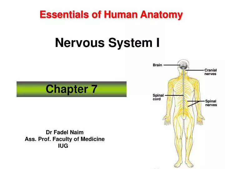 essentials of human anatomy nervous system i