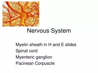 Nervous System