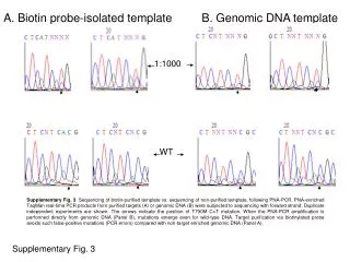 A. Biotin probe-isolated template