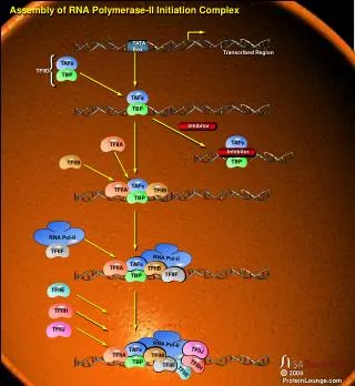 assembly of rna polymerase ii initiation complex
