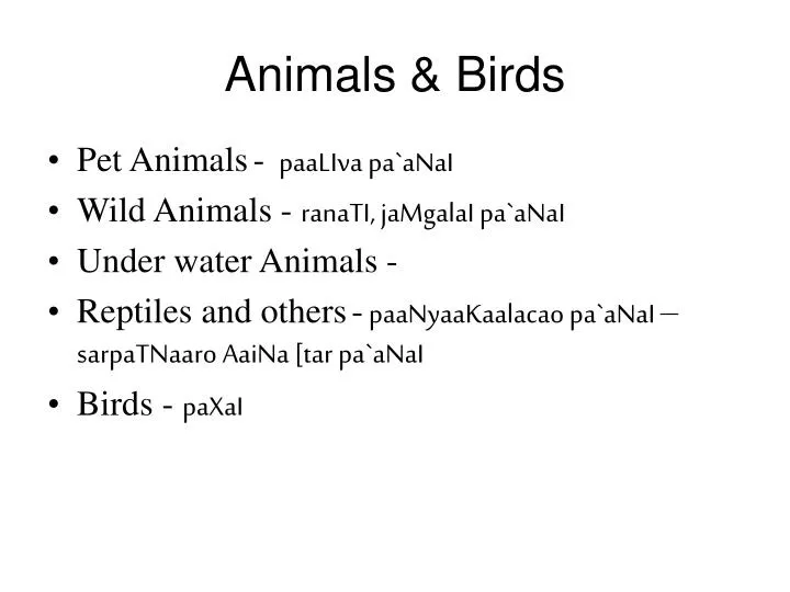 animals birds