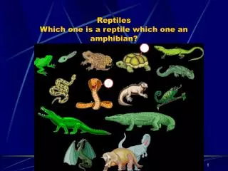 Reptiles Which one is a reptile which one an amphibian?
