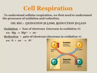 Cell Respiration