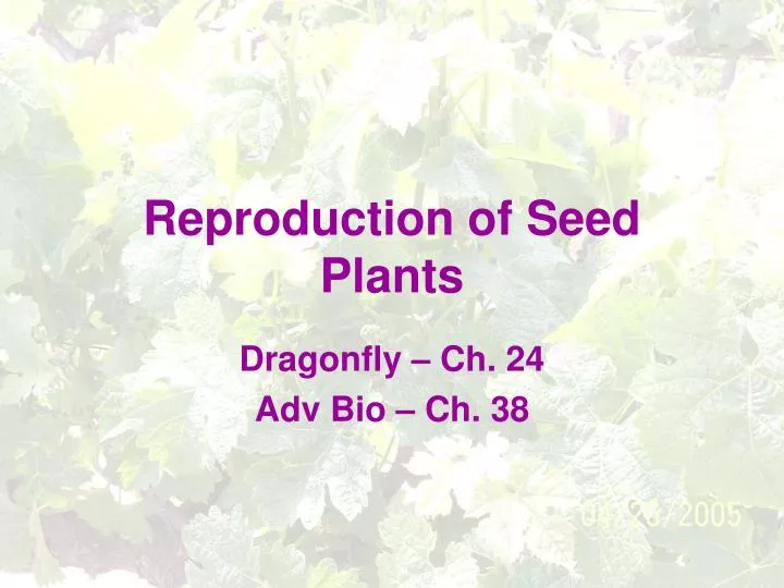 reproduction of seed plants