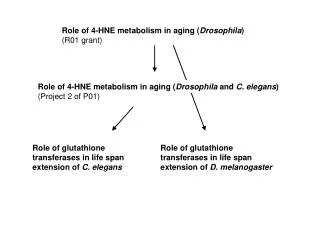 Role of 4-HNE metabolism in aging ( Drosophila ) (R01 grant)
