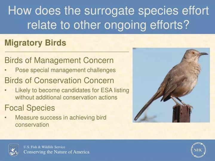 how does the surrogate species effort relate to other ongoing efforts
