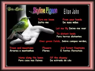 Skyline Pigeon