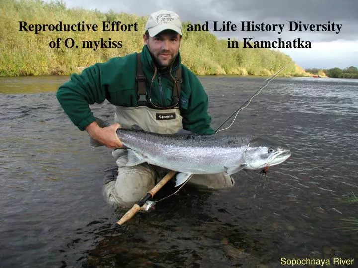 reproductive effort and life history diversity of o mykiss in kamchatka