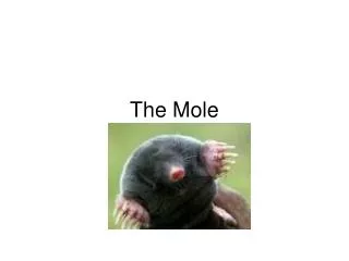 The Mole