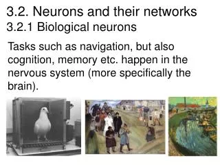 3.2. Neurons and their networks 3.2.1 Biological neurons
