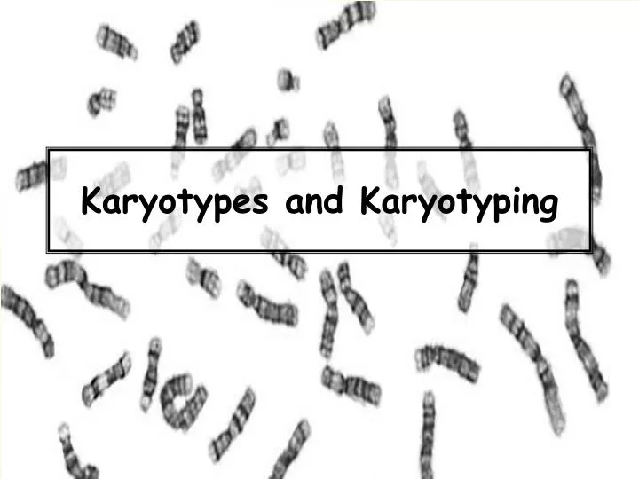 karyotypes and karyotyping