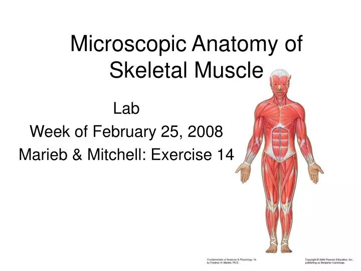 microscopic anatomy of skeletal muscle
