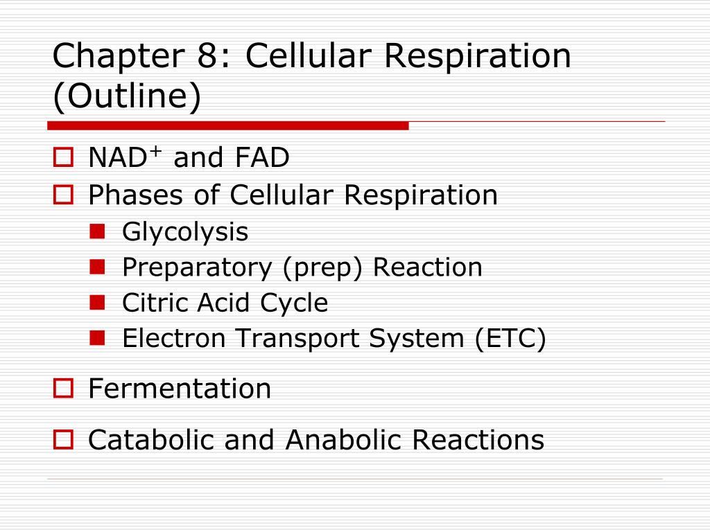 PPT - Chapter 8: Cellular Respiration (Outline) PowerPoint Presentation ...