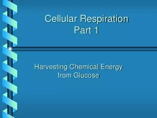 Cellular Respiration Part 1