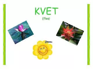 kvet flos