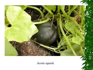 Acorn squash