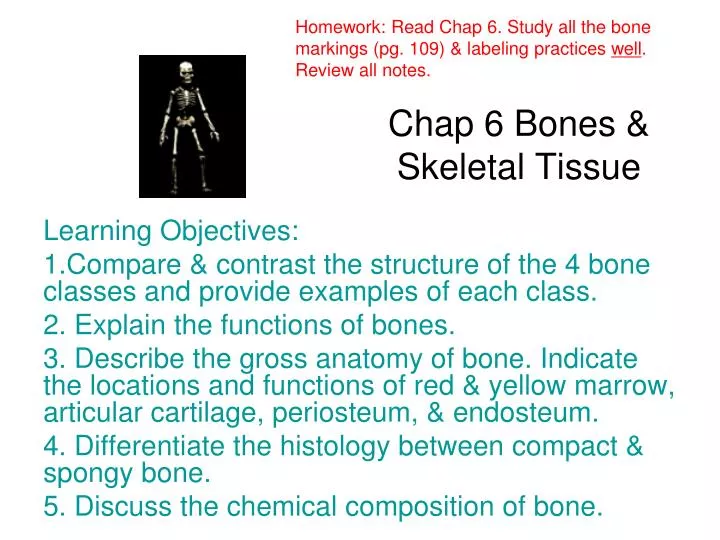 chap 6 bones skeletal tissue