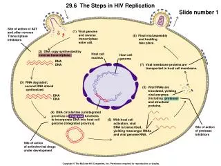 (1) Viral genome and reverse transcriptase enter cell.