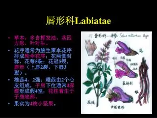 ??? Labiatae