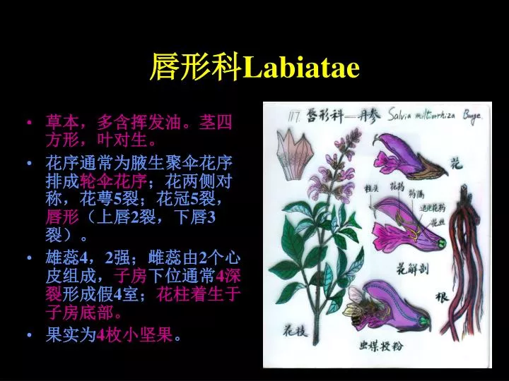 labiatae