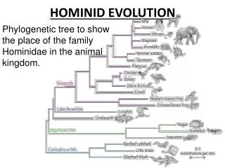 HOMINID EVOLUTION