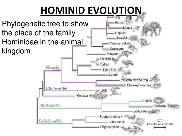 hominid evolution