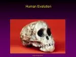 Human Evolution - slide 1