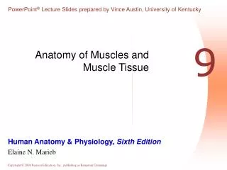 Anatomy of Muscles and Muscle Tissue