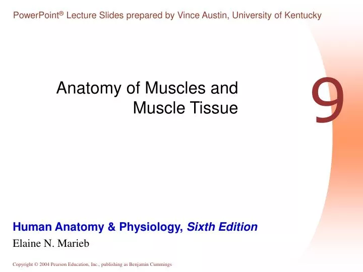 anatomy of muscles and muscle tissue