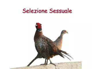 selezione sessuale