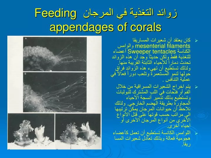 feeding appendages of corals