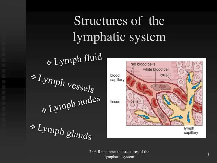 structures of the lymphatic system