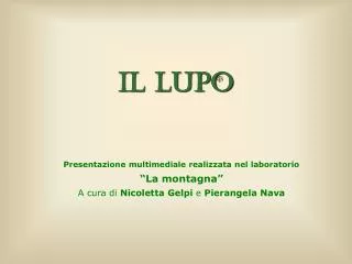 il lupo