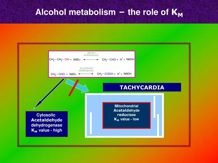 alcohol metabolism the role of k m