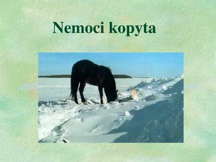 nemoci kopyta