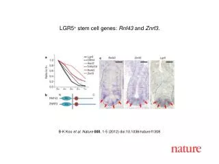 B-K Koo et al. Nature 000 , 1-5 (2012) doi:10.1038/nature11308