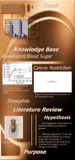 Resveratrol Effects on Blood Sugar and Lifespan in Drosophila Study - slide 1