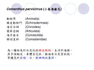 Comanthus parvicirrus ( ????? )