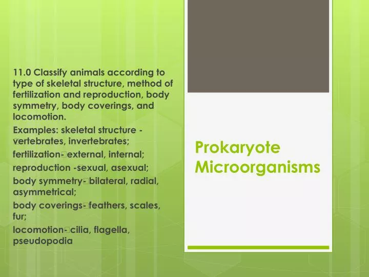 prokaryote microorganisms