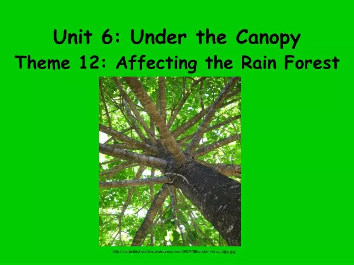 unit 6 under the canopy