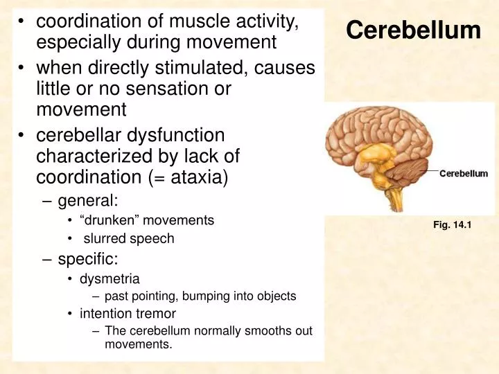 cerebellum