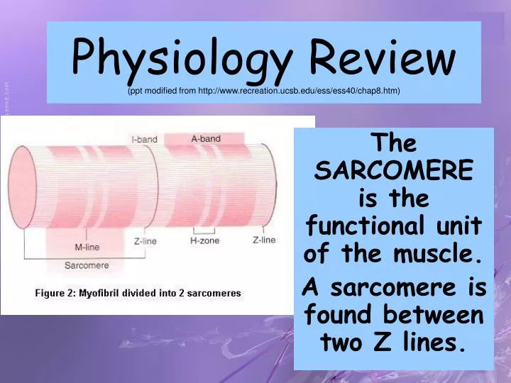 physiology review ppt modified from http www recreation ucsb edu ess ess40 chap8 htm